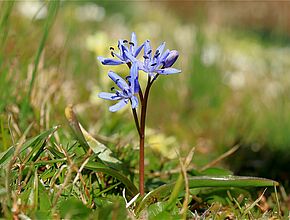 Scille de printemps - Agrandir l'image (fenêtre modale)