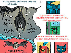 Bande-dessinée "Comment préserver les chauves-souris" 6e partie - Agrandir l'image (fenêtre modale)