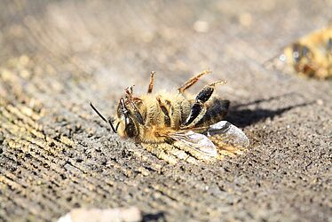 Abeille morte