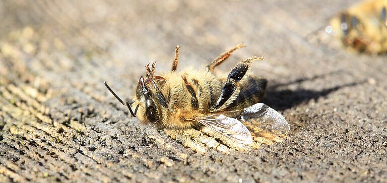 Abeille morte