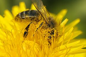 Les insectes pollinisateurs