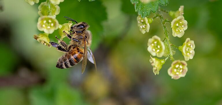 Abeille butinant