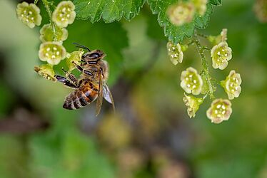 Abeille butinant