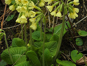 Primula elatior - Agrandir l'image (fenêtre modale)