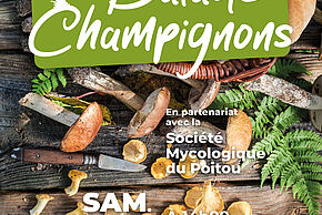 Balade champignons