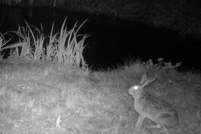 Rencontrer la bestiole… ou ses traces. Chroniques du vivant