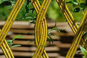 Photo Atelier construction en saule vivant