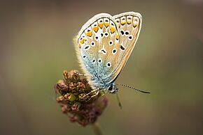 photo de papillon