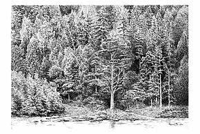 Exposition "Forêts dessinées"