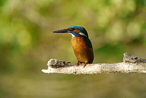 Photo "Découverte de la réserve naturelle régionale de Saint-Cyr"