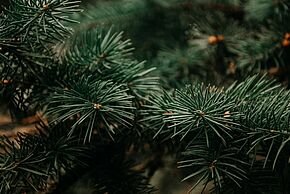 Sapin