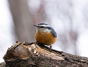 Sittelle - Agrandir l'image (fenêtre modale)