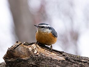 Agrandir l'image (fenêtre modale)