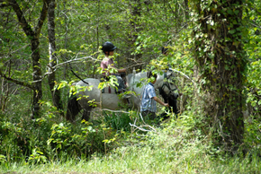 Découverte de la forêt en famille à dos de poney