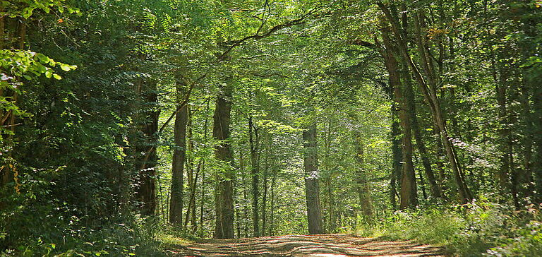 Forêt de Moulière