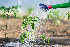 L'eau au Jardin