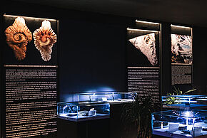 Exposition «  L’Afrique aux origines de la vie  »