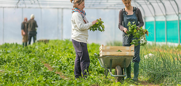 Personnes récoltant des légumes dans une serre