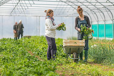 Personnes récoltant des légumes dans une serre