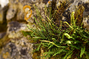 Photo "Sortie botanique sur les fougères"