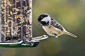 photo Nourrir les oiseaux en hiver