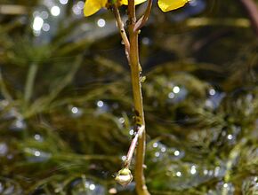 Utricularia australis - Agrandir l'image (fenêtre modale)