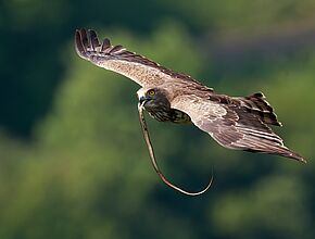 Circaète Jean-le-Blanc - Agrandir l'image (fenêtre modale)