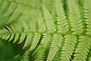Photo "Formation botanique sur les fougères"