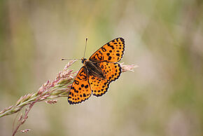Photo "Formation sur les papillons de jour de milieux secs"