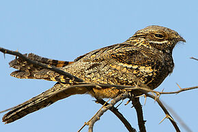Cet oiseau mystérieux de la forêt de Moulière