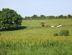 Agrandir l'image (fenêtre modale)