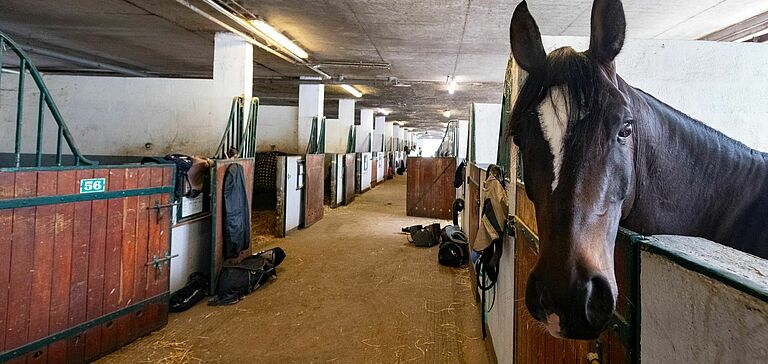 écuries centre équestre