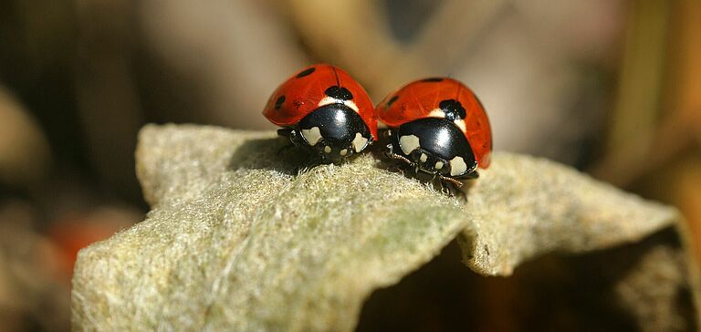 2 coccinelles