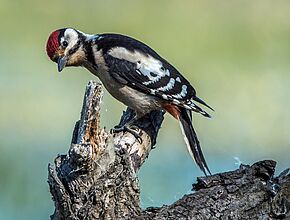 Pic mar - Agrandir l'image (fenêtre modale)