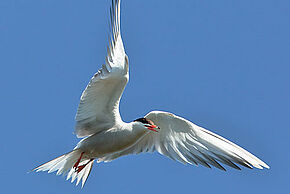 Photo oiseau Permanence à la réserve naturelle régionale de Saint-Cyr