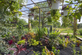 Midi au jardin : 5 idées reçues sur les plantes"