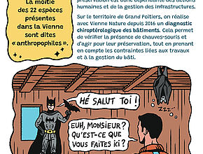 Bande-dessinée "Comment préserver les chauves-souris" 8e partie - Agrandir l'image (fenêtre modale)