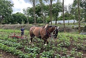Photo "Fête du potager"