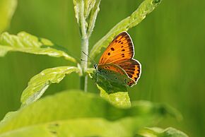 Papillons de jour des zones humides