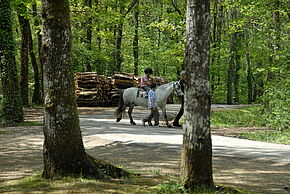 photo de poney