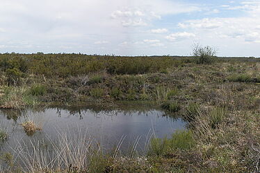 Le site Ramsar du Pinail