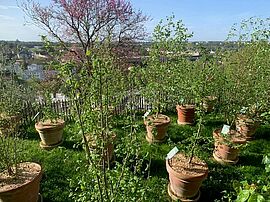 pots en terre cuite contenant de jeunes pousses d'arbustes
