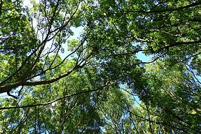 L'arbre de la vie