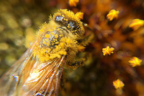 Les insectes pollinisateurs