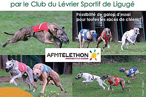 affiche du Téléthon sur cynodrome, courses de lévriers et non lévriers