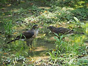 Autour des palombes - Agrandir l'image (fenêtre modale)