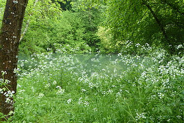 Plan d'eau 