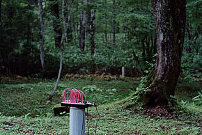 Photo branchement électrique de spectacle dans une forêt